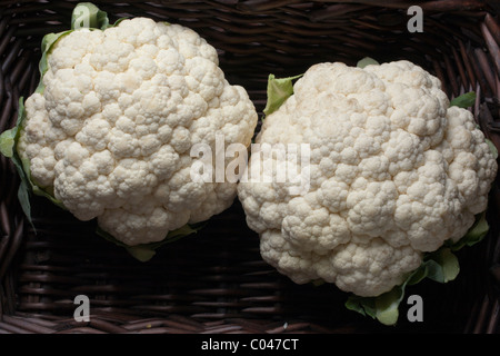 zwei Köpfe Blumenkohl Stockfoto