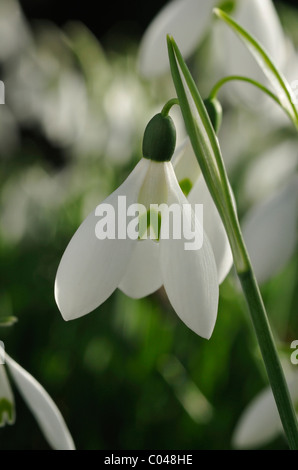 Größere Schneeglöckchen - Galanthus Elwesii Nahaufnahme Blume Stockfoto