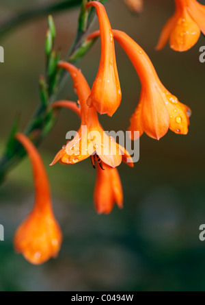 WATSONIA PILLANSII Stockfoto