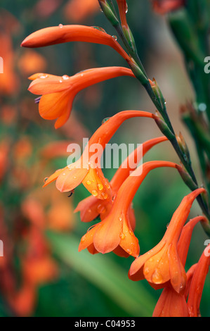 WATSONIA PILLANSII Stockfoto