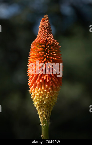 KNIPHOFIA PRINZ IGOR PRICHARD Stockfoto