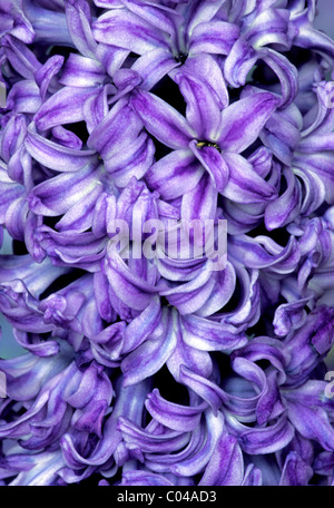 Nahaufnahme von lila Hyazinthe Blüte (Hyacinthus Orientalis), die süßesten duftenden Blüte aller Stockfoto