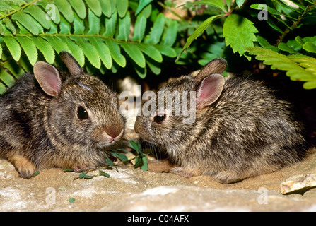 Zwei Baby Baumwollschwanzkaninchen, Sylvilagus Floridanus sind unter Farnen im Steingarten versteckt. Stockfoto