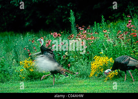 Männliche Türkei (Meleagris Gallopavo) flattern und stolzieren mit anderen unbekümmert in einem Abend-Garten, Midwest USA Stockfoto