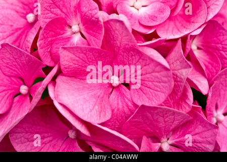 Sommer Rosa Hortensie Blütenstrauch, Hydrangea Macrophylla Harrys rot, Dordogne, Frankreich Stockfoto