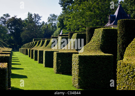 Les Jardins de Manoir d'Eyrignac Gärten, die Hainbuche Gasse am Salignac in der Nähe von Sarlat, Dordogne, Frankreich Stockfoto