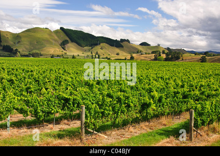 Brightwater Weinberg, Brightwater bei Nelson, Tasman Region, Südinsel, Neuseeland Stockfoto