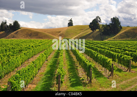 Brightwater Weinberg, Brightwater bei Nelson, Tasman Region, Südinsel, Neuseeland Stockfoto