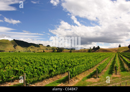 Brightwater Weinberg, Brightwater bei Nelson, Tasman Region, Südinsel, Neuseeland Stockfoto