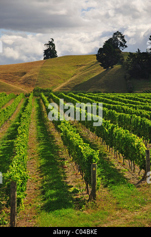 Brightwater Weinberg, Brightwater bei Nelson, Tasman Region, Südinsel, Neuseeland Stockfoto