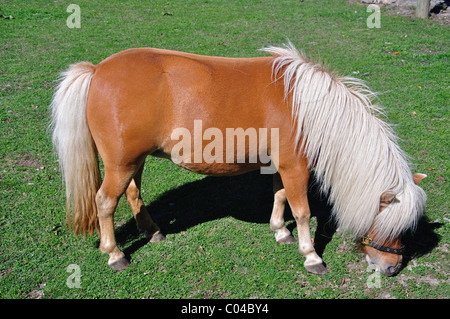 Shetland-Pony im Feld, Darfield, Selwyn Bezirk, Region Canterbury, Südinsel, Neuseeland Stockfoto