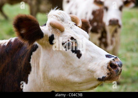 Braune und weiße französische Normandie Kuh auf einer Wiese in der Dordogne, Frankreich Stockfoto