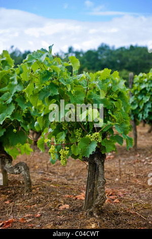 Alte Reben von weißen Trauben im Weinberg in der Dordogne-Frankreich Stockfoto