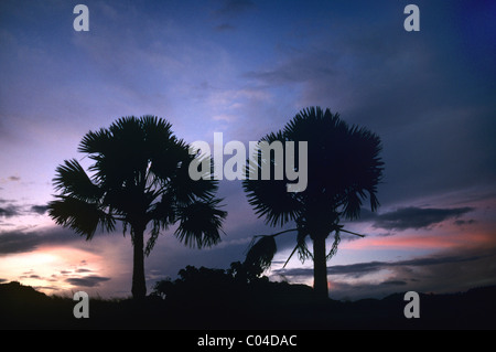 Zwei Bismarck Palms, Bismarckia nobilis Palms, die gegen den dramatischen Himmel, den Isalo-Nationalpark, Madagaskar, geschildet wurden Stockfoto