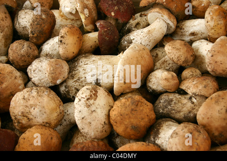 Nahaufnahme von Steinpilzen Stockfoto