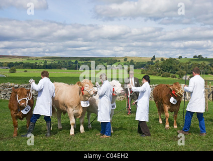 Beurteilung der Rinder Wensleydale Agricultural Show, Leyburn, North Yorkshire. Stockfoto