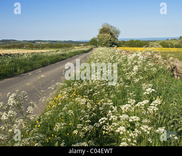 Landstraße in der Nähe von Leyburn, North Yorkshire. Grünstreifen mit Kuh Petersilie in Blüte und ein Feld in Löwenzahn bedeckt. Stockfoto