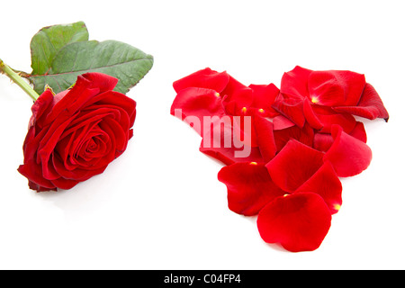 rote Rose und Blätter in Form von Herzen auf weißem Hintergrund Stockfoto