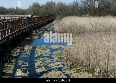 Parque Nacional de Las Tablas de Daimiel, Ciudad Real, Kastilien-La Mancha, Spanien Stockfoto