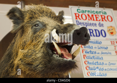 Ausgestopften Wildschwein Kopf an Metzgerei Stand in der Markthalle. Los Boliches, Fuengirola, Spanien Stockfoto