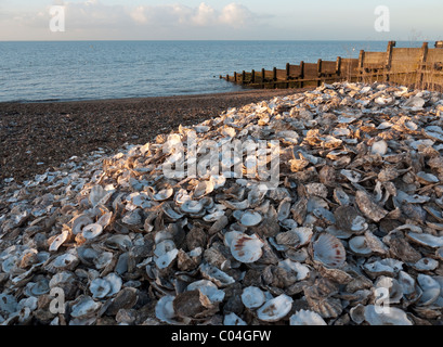 Whitstable Austernschalen Stockfoto