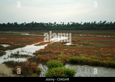 Ein Sumpf Land auf dem Weg nach Jaffna Nagadeepa Tempel Sri Lana Stockfoto