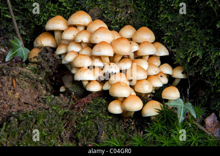 Gruppe von Schwefel Büschel Pilz, Grünblättriger fasciculare Stockfoto