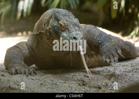 Komodo Dragon Stockfoto