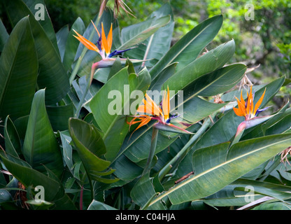 Strelitzia im Kirstenbosch Gardens in Kapstadt Stockfoto