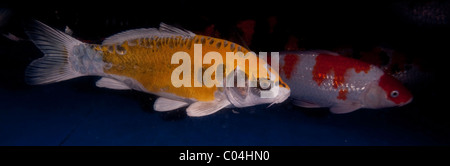 Koi (Japanisch: buchstäblich "broschiert Karpfen"), sind domestizierte Ziersorten der Karpfen (Cyprinus Carpio) Stockfoto