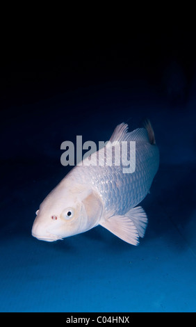 Koi (Japanisch: buchstäblich "broschiert Karpfen"), sind domestizierte Ziersorten der Karpfen (Cyprinus Carpio) Stockfoto