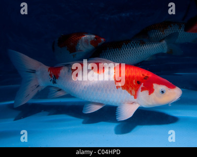 Koi (Japanisch: buchstäblich "broschiert Karpfen"), sind domestizierte Ziersorten der Karpfen (Cyprinus Carpio) Stockfoto