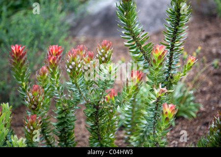 Rooistompie in Kirstenbosch Gardens in Kapstadt Stockfoto