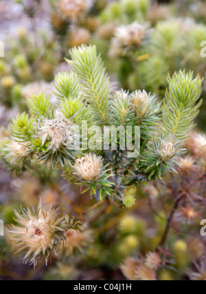 Featherhead oder Phylica Pubescens Werk in Kirstenbosch bei Kapstadt Stockfoto