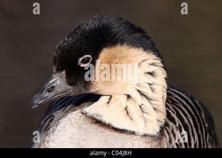 Enge, der Kopf und Hals Feder Muster der Hawaiian Gänse- oder Nēnē Branta Sandvicensis genommen bei Martin bloße WWT, Lancashire UK Stockfoto