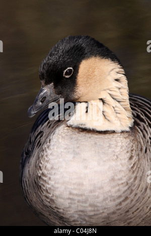 Hawaiianische Gans oder Nēnē Branta Sandvicensis genommen bei Martin bloße WWT, Lancashire UK Stockfoto