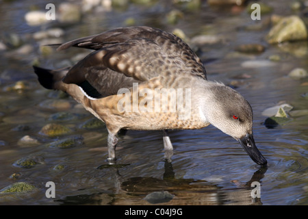 Patagonische Crested Ente Lophonetta Specularioides Specularioides Trinkwasser bei Martin bloße WWT, Lancashire UK Stockfoto