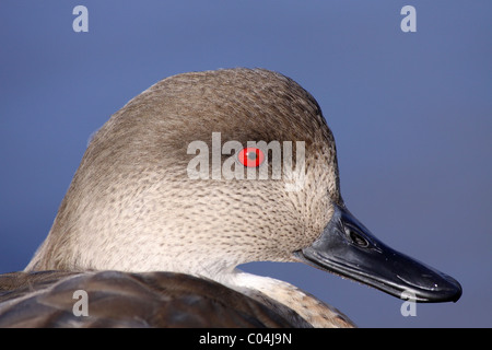 Patagonische Crested Ente Lophonetta Specularioides Specularioides enger sich der Kopf bei Martin bloße WWT, Lancashire UK Stockfoto