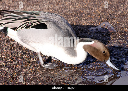 Nördlichen Pintail Anas Acuta männlichen trinken bei Martin bloße WWT, Lancashire UK Stockfoto