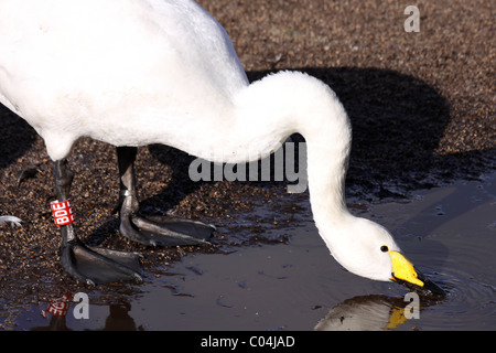 Whooper Schwan Cygnus Cygnus trinken bei Martin bloße WWT, Lancashire UK Stockfoto