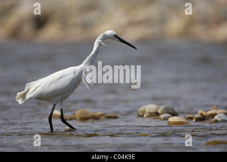 Seidenreiher (Egretta Garzetta). Erwachsenen Fischen mit Wind im Rücken. Stockfoto