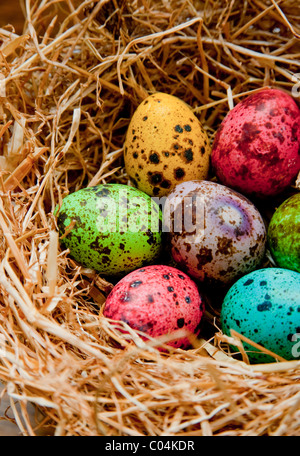 bunt gefärbte Ostereier Wachtel im nest Stockfoto