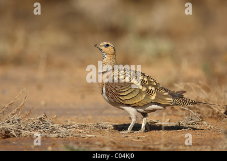 PIN-tailed Sandgrouse (Pterocles Alchata). Männchen neben Wasserloch. Ciudad Real, Spanien. Stockfoto