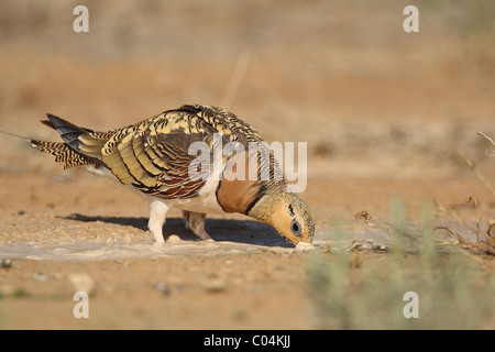 PIN-tailed Sandgrouse (Pterocles Alchata). Männer trinken. Ciudad Real, Spanien. Stockfoto