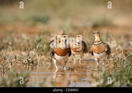 PIN-tailed Sandgrouse (Pterocles Alchata). Drei Männer trinken. Ciudad Real, Spanien. Stockfoto