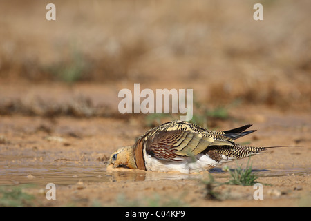 PIN-tailed Sandgrouse (Pterocles Alchata). Männer trinken. Ciudad Real, Spanien. Stockfoto