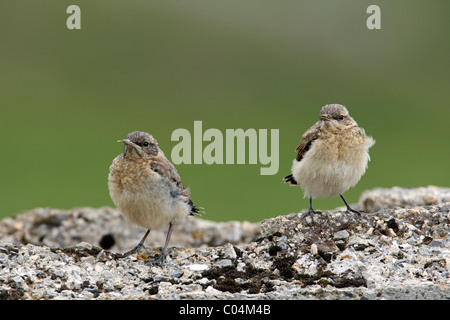 Nördlichen Steinschmätzer (Oenanthe Oenanthe). Zwei Küken auf einem Felsen. Stockfoto