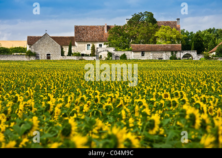 Französisch auf dem Bauernhof Gehöft mit Ernte von Sonnenblumen in Champigny Sur Veude, dem Loire-Tal, Frankreich Stockfoto