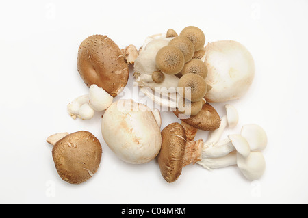 Eine Vielzahl von Speisepilzen auf weißem Hintergrund. Stockfoto