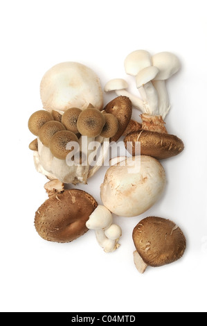 Eine Vielzahl von Speisepilzen auf weißem Hintergrund. Stockfoto